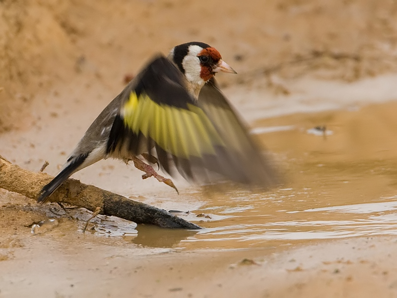 Carduelis carduelis Goldfinch Putter